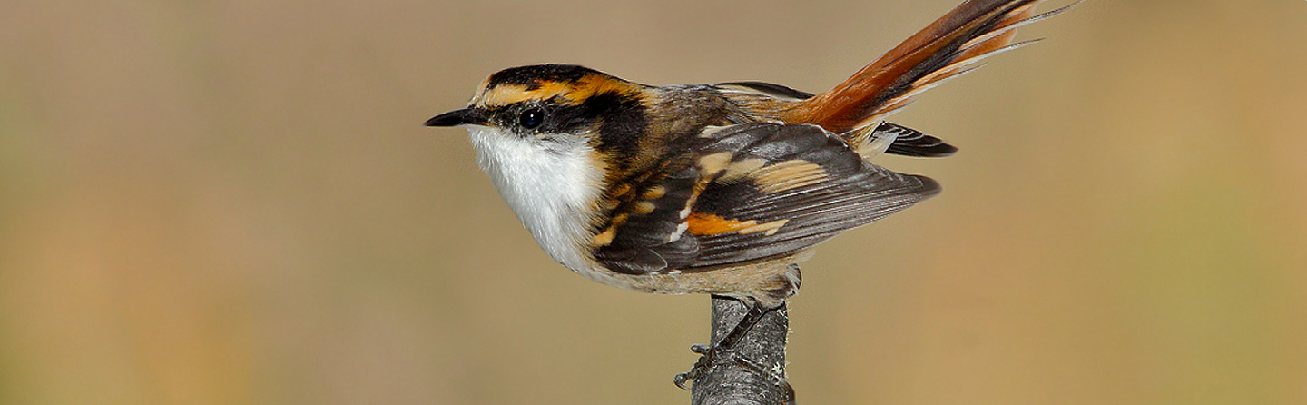 fondo-red-de-centros